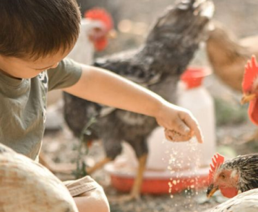 Animal & Poultry Feeds